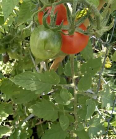 cultivo del tomate