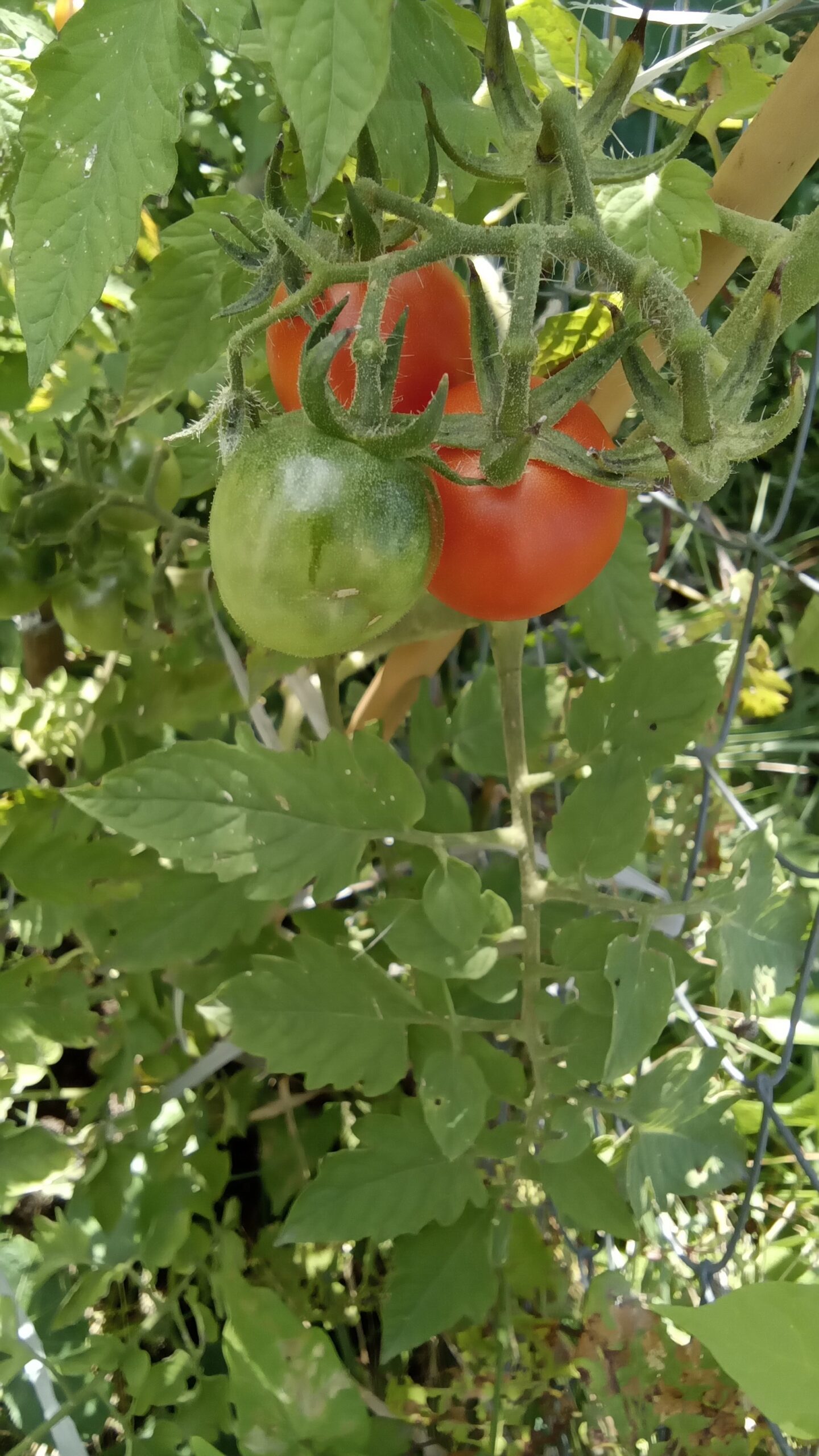 cultivo del tomate